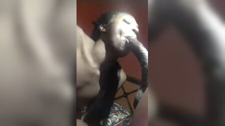 A TRANSEXUAL DEVORA UM PAU NEGRO DE TAMANHO 12