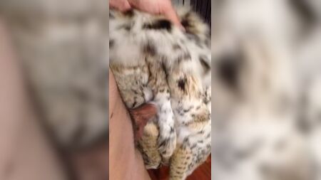 Pele de lince