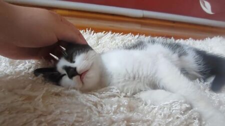 [Vamos lá, vamos lá] A coelhinha BAFFI e o GATINHO! O SPINNER da coelhinha BAFFI! O SUPER GATO de visita à coelhinha