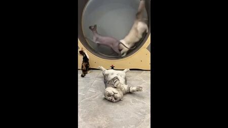 Este mundo é-me perfeitamente compreensível, e nele procuro apenas uma coisa: paz, tranquilidade…