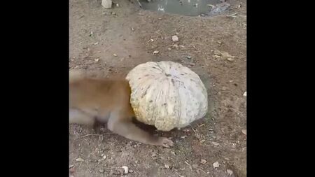 Cachorrinhos espertos