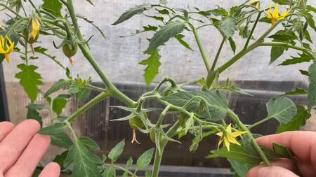 [Horta Produtiva] NÃO COMETA ERROS AO CONFORMAR OS TOMATES DE PORTA-ALTO!