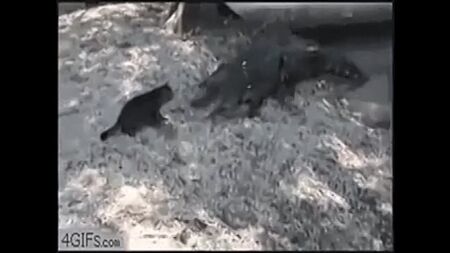 VÍDEOS ENGRAÇADOS DE ANIMAIS VÍDEO ENGRAÇADO cachorrinho fofo)