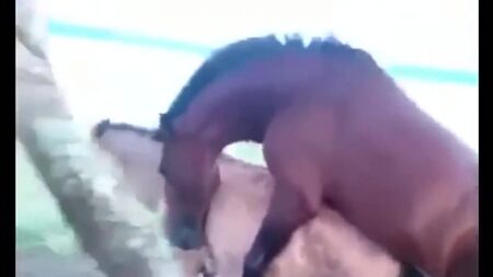 Cavalos GAY