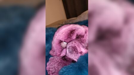 Duas ejaculações seguidas sobre a pele de chinchila